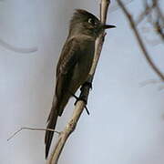 Cuban Pewee