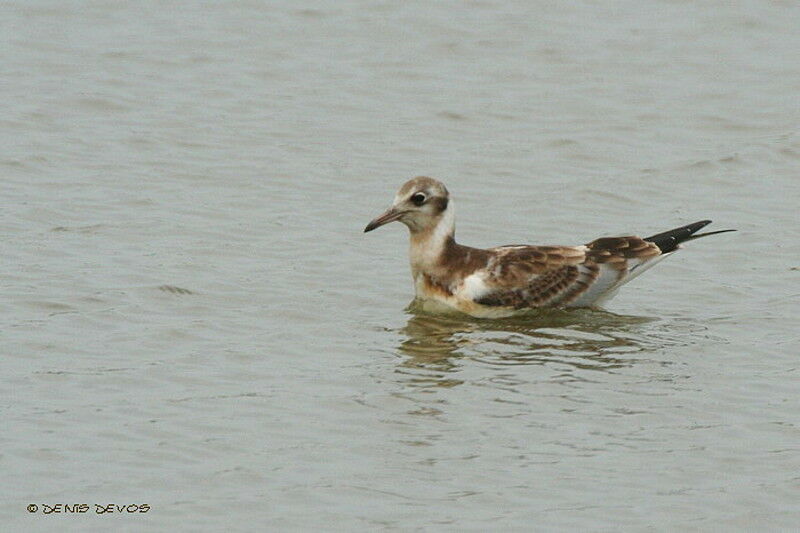 Mouette rieusejuvénile