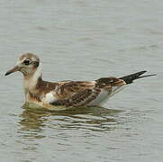 Mouette rieuse