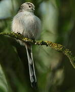 Long-tailed Tit