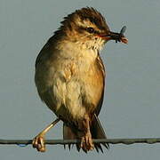 Sedge Warbler