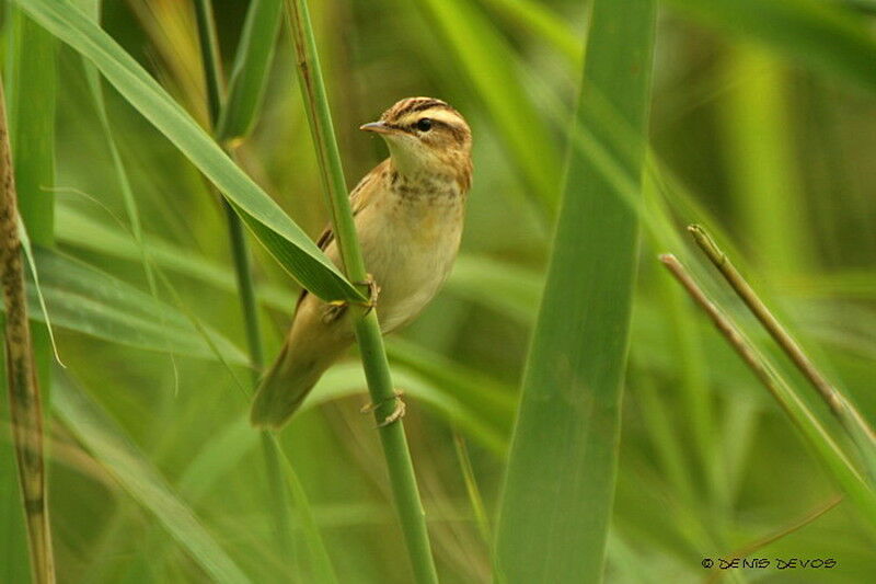 Sedge Warblerjuvenile