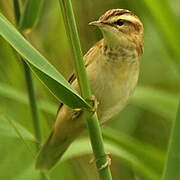 Sedge Warbler