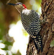 West Indian Woodpecker