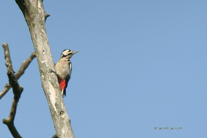 Great Spotted Woodpeckerjuvenile