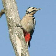 Great Spotted Woodpecker