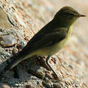 Willow Warbler