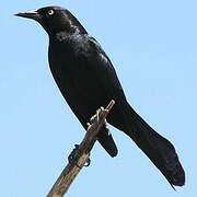 Greater Antillean Grackle