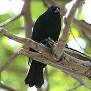 Cuban Blackbird