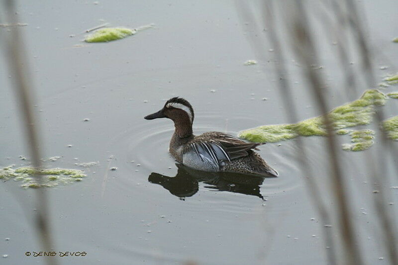 Garganey male adult breeding