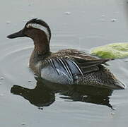 Garganey