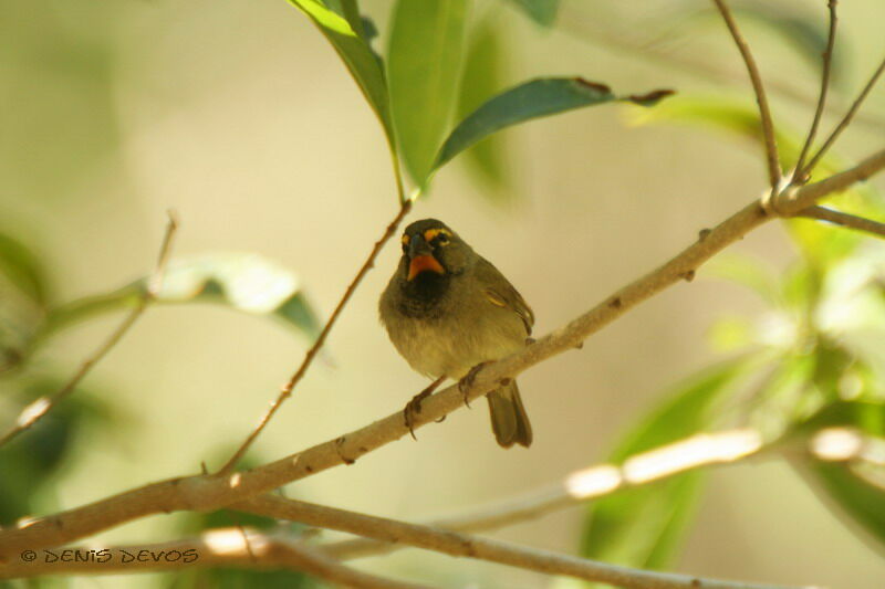 Yellow-faced Grassquit