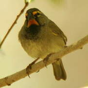 Yellow-faced Grassquit