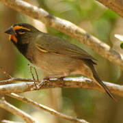 Yellow-faced Grassquit