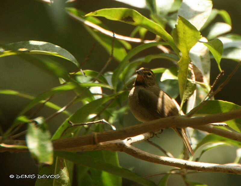 Yellow-faced Grassquit male Second year