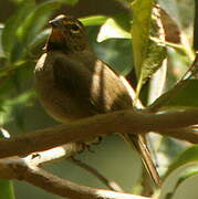 Yellow-faced Grassquit