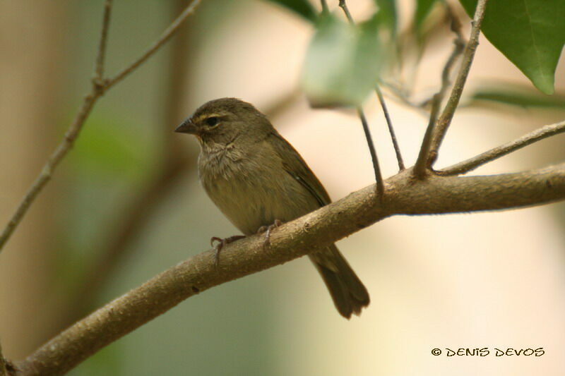 Yellow-faced Grassquitjuvenile