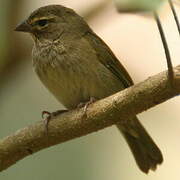 Yellow-faced Grassquit