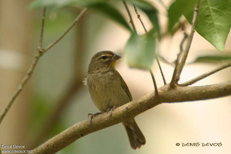 Yellow-faced Grassquitjuvenile, identification