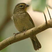 Yellow-faced Grassquit