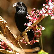 Cuban Bullfinch