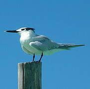 Sandwich Tern