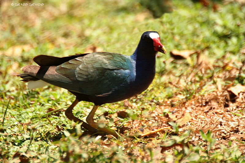 Purple Gallinule male adult