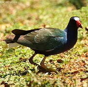 Purple Gallinule