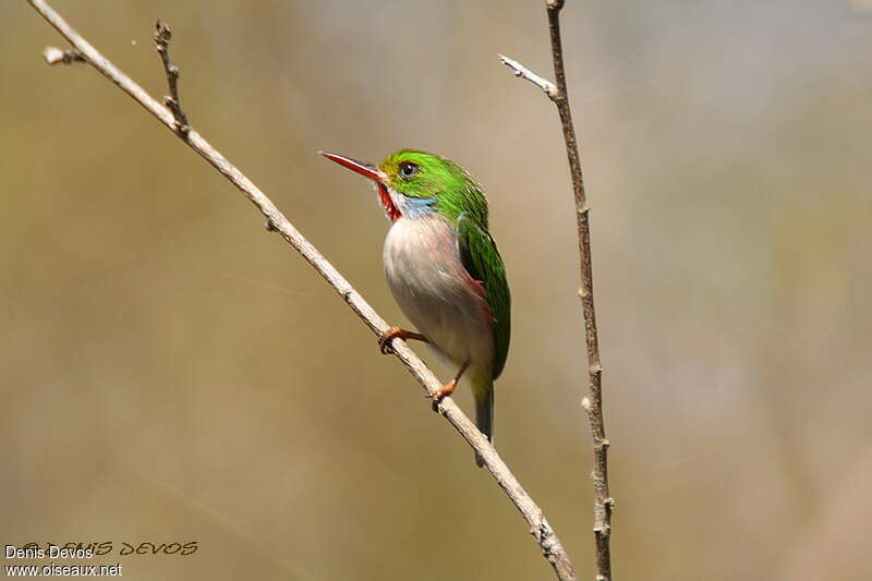 Cuban Tody