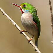 Cuban Tody