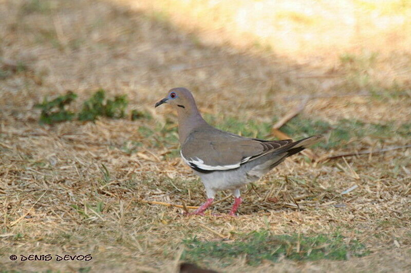 White-winged Dove female