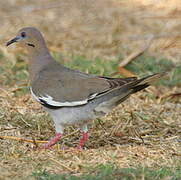 White-winged Dove