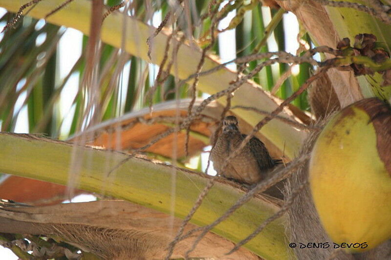 White-winged DoveFirst year