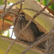 White-winged Dove