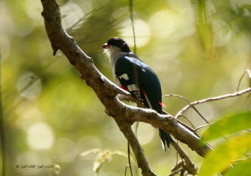 Trogon de Cuba