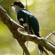 Trogon de Cuba