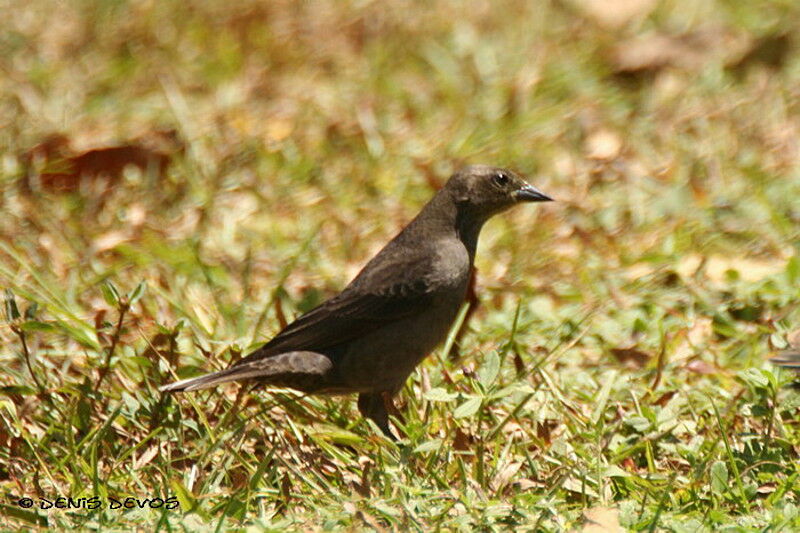 Shiny Cowbird female adult