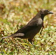 Shiny Cowbird