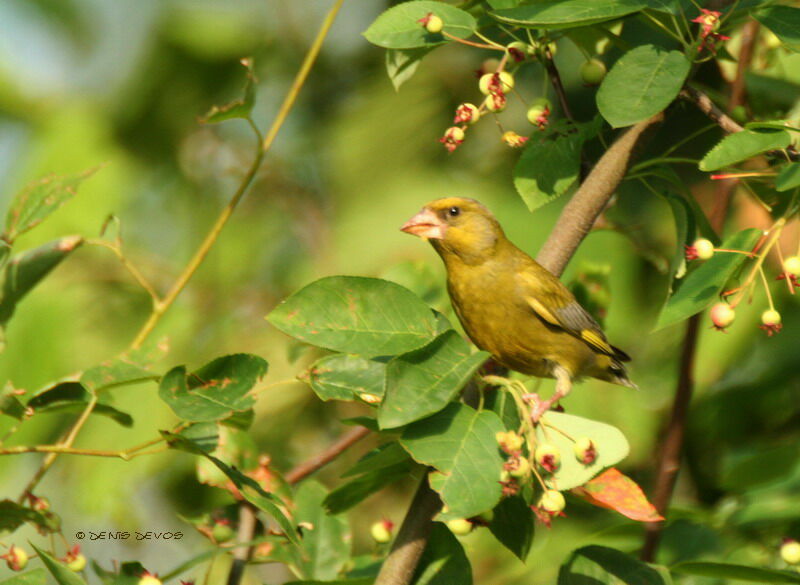 European Greenfinchadult breeding