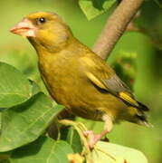 European Greenfinch