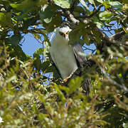 Black-and-white Hawk-Eagle