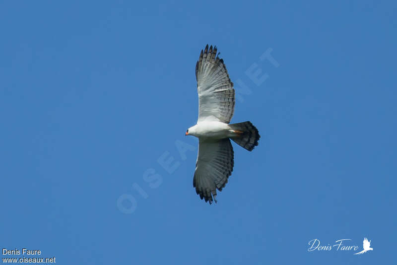 Black-and-white Hawk-Eagleadult, pigmentation, Flight