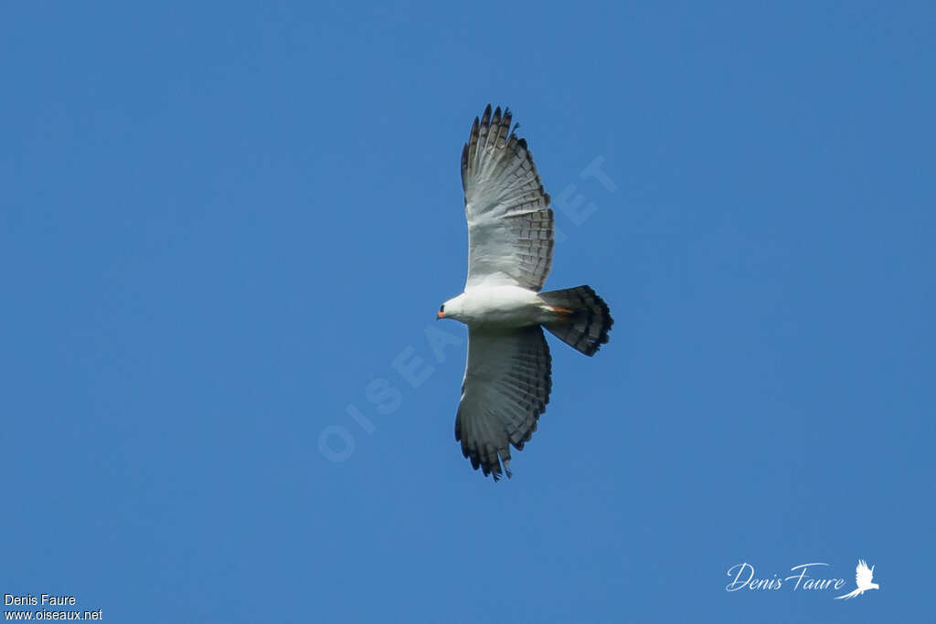 Black-and-white Hawk-Eagleadult, pigmentation, Flight