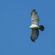 Aigle noir et blanc