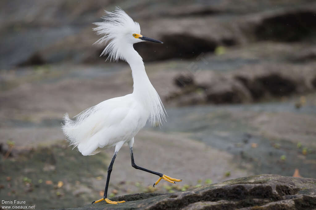 Snowy Egret male adult breeding, aspect, pigmentation