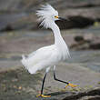 Aigrette neigeuse