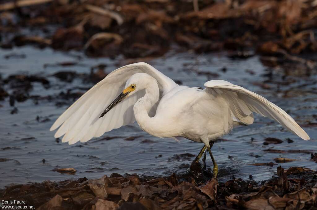 Snowy Egret