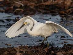 Aigrette neigeuse