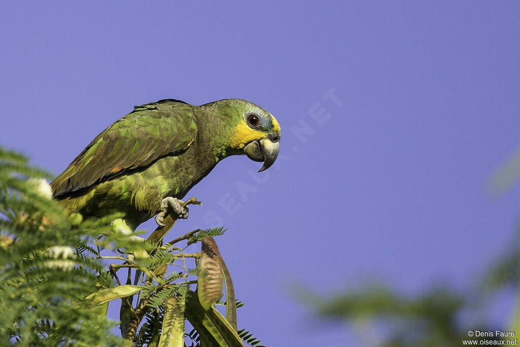 Orange-winged Amazonadult