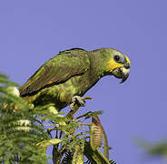 Orange-winged Amazon